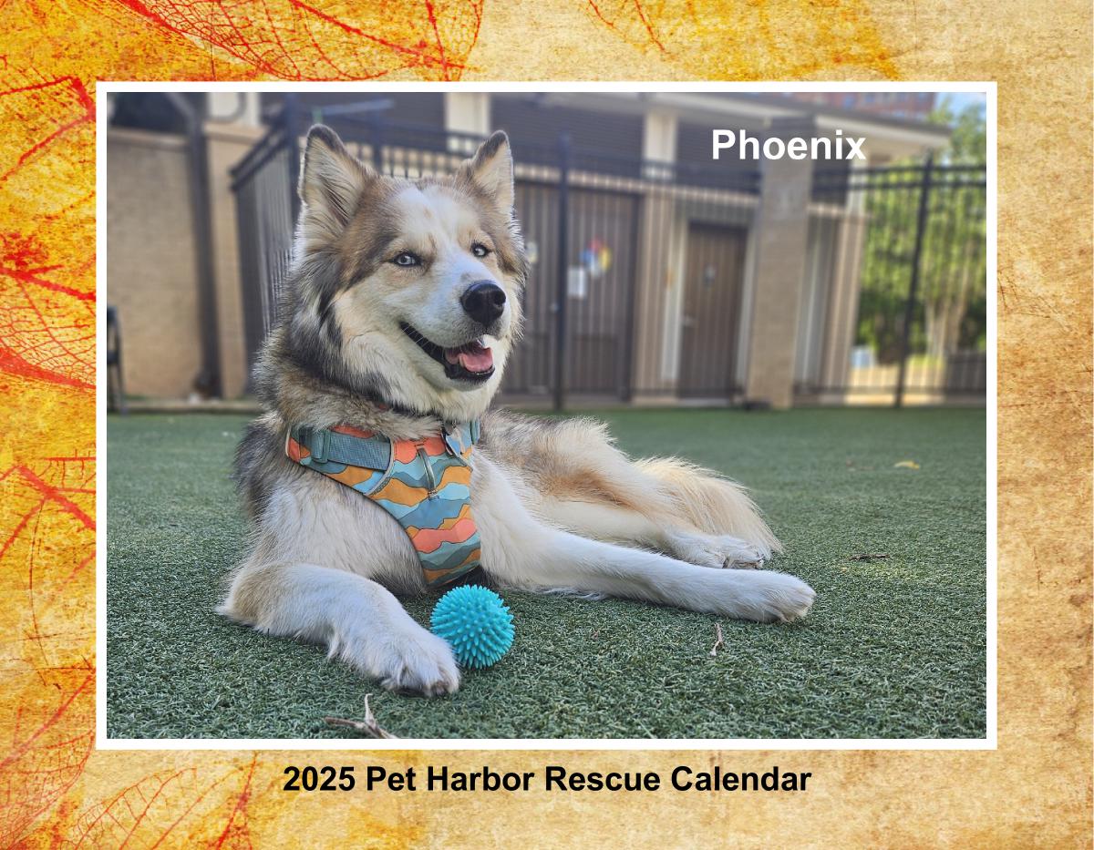 2025 Pet Harbor Rescue Calendar Collage Edition