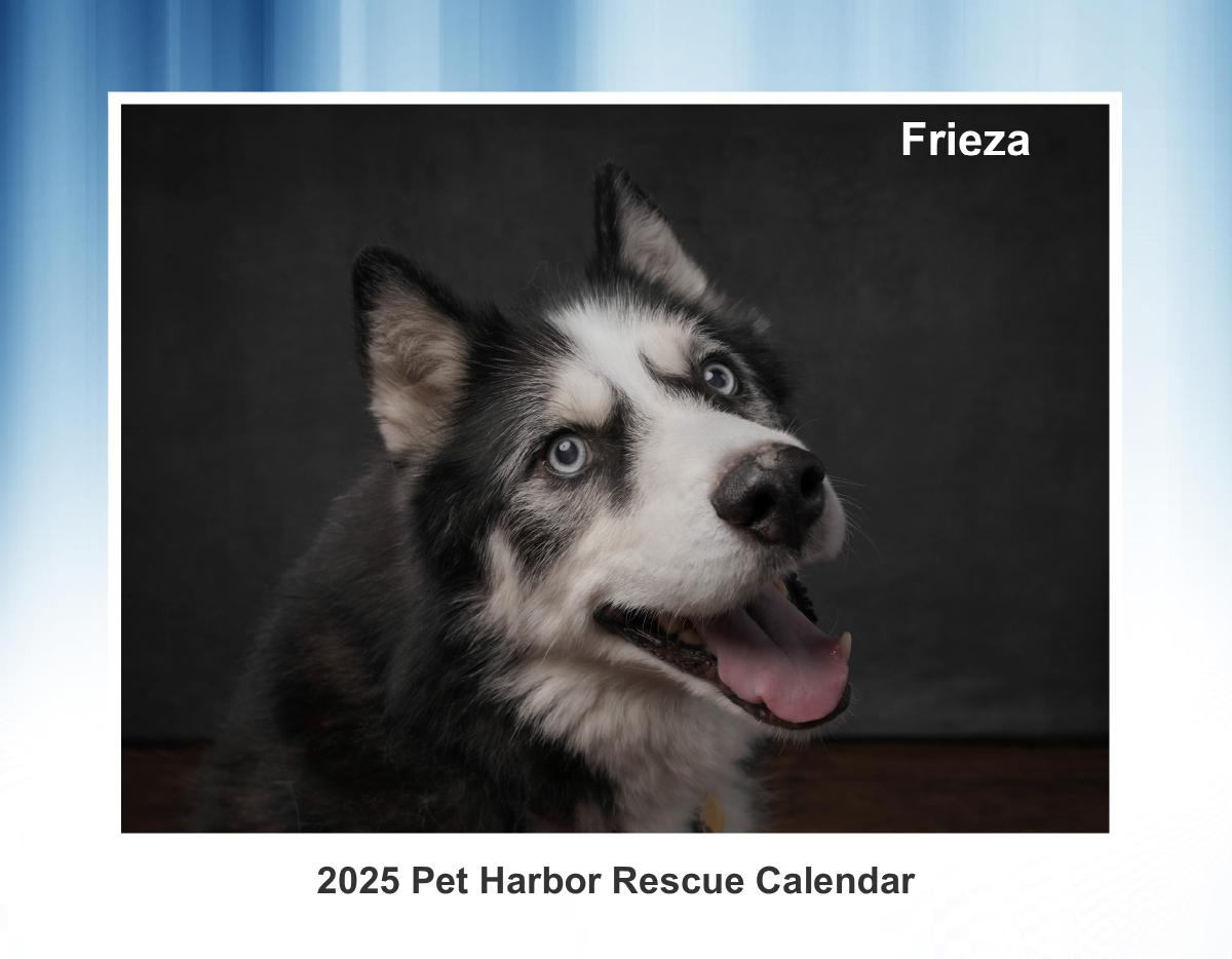 2025 Pet Harbor Calendar Solo Edition