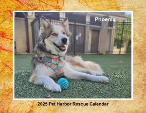 2025 Pet Harbor Rescue Calendar Collage Edition