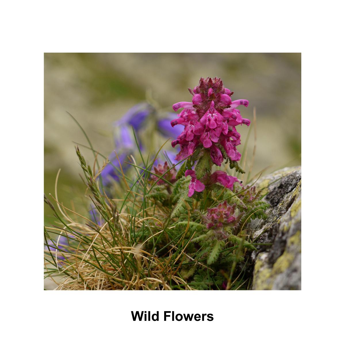 Wild Flowers