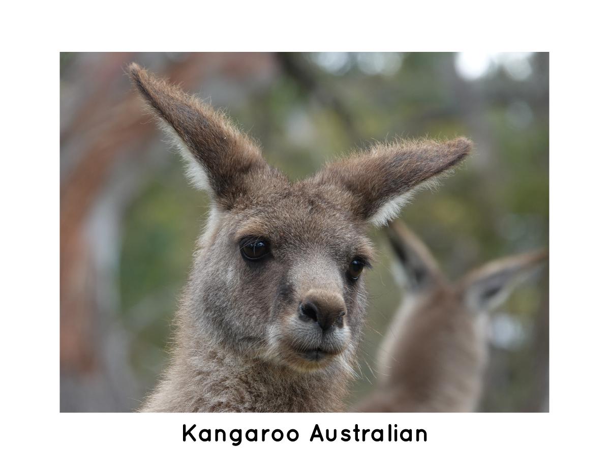 Kangaroo Australian