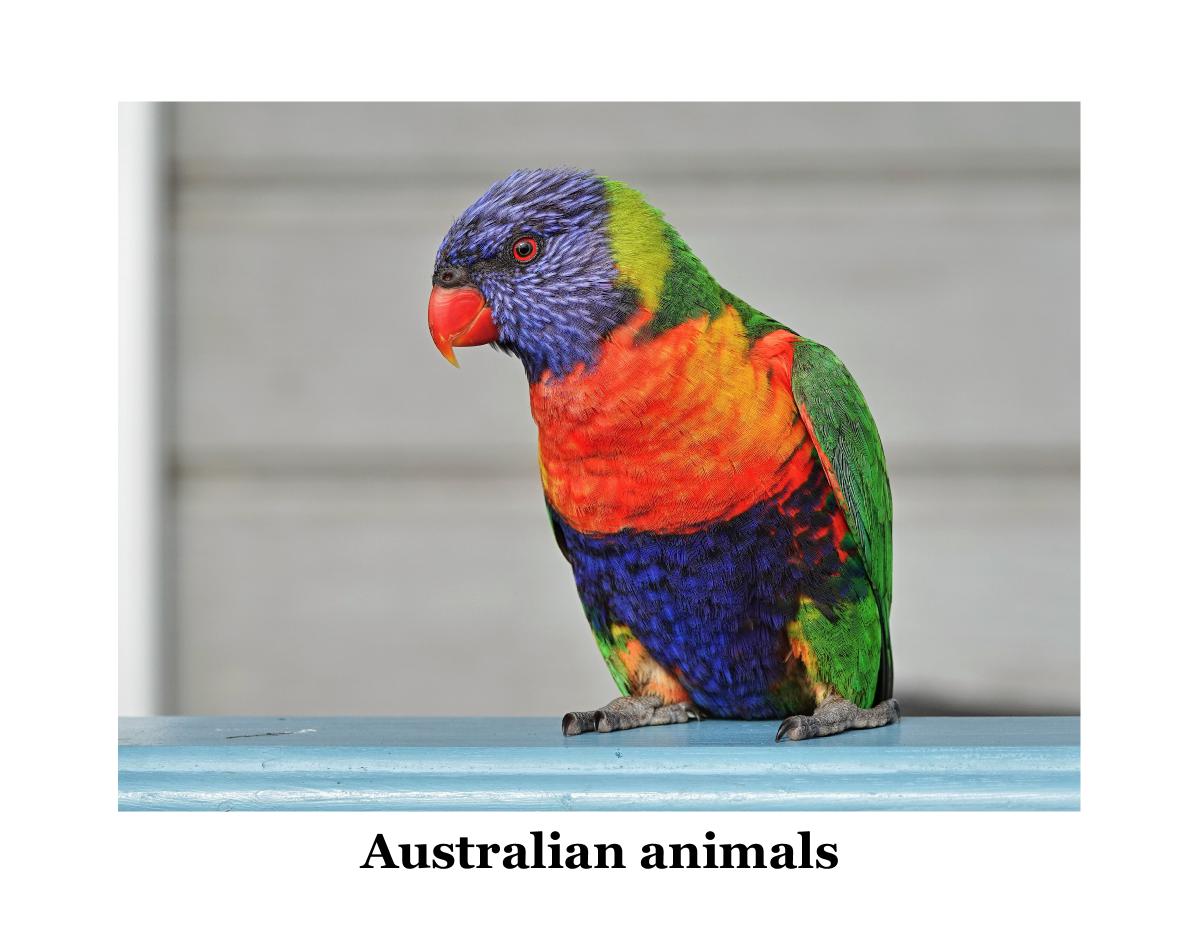 Australian animals