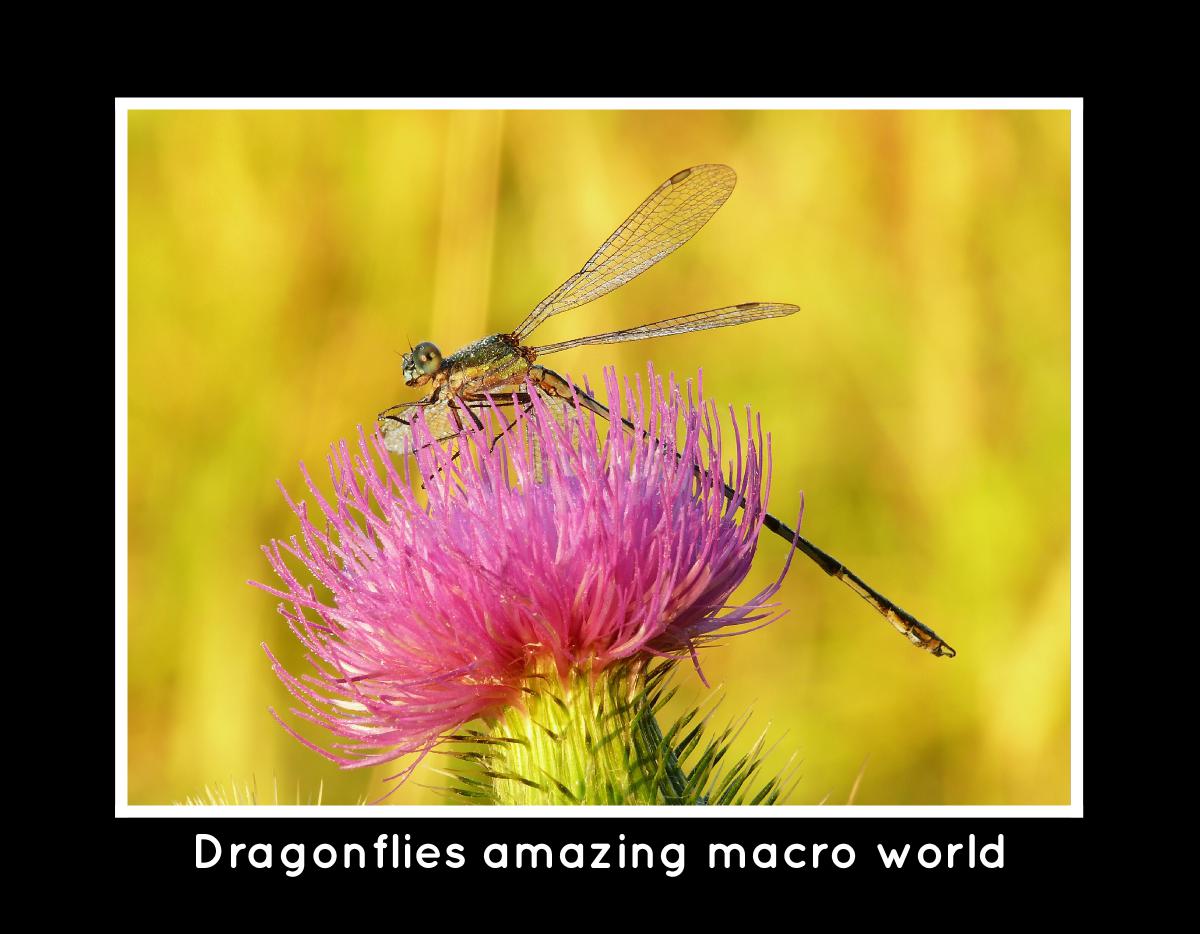 Dragonflies amazing macro world