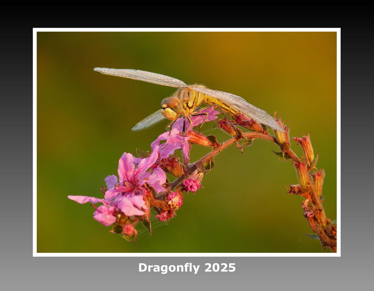 Dragonfly 2025