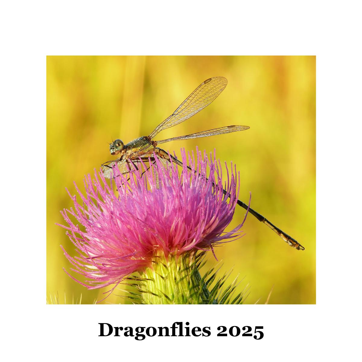 Dragonflies 2025