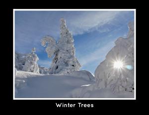 Winter Trees