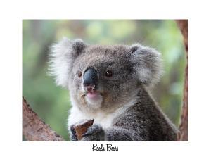 Koala bears