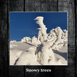 Snowy trees 2025