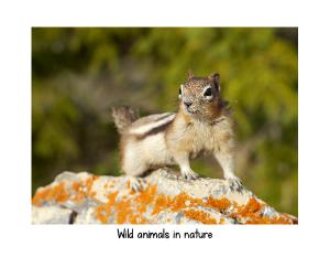 Wild animals in nature 2025