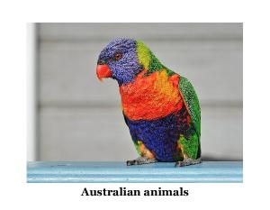 Australian animals