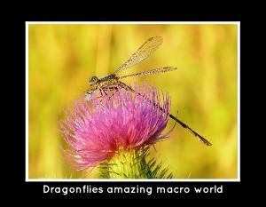 Dragonflies amazing macro world