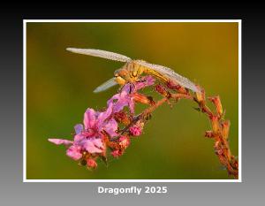 Dragonfly 2023