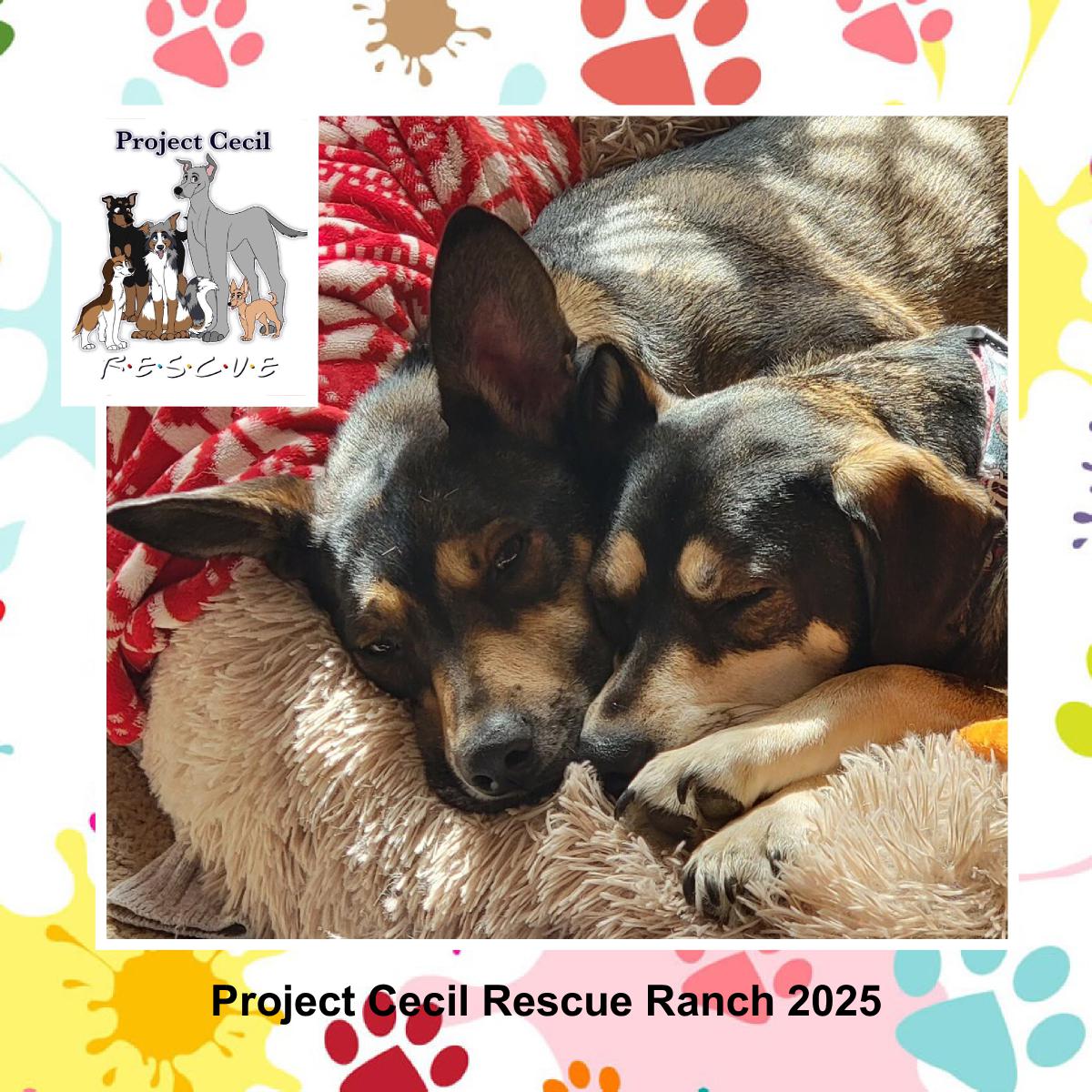 Project Cecil Animal Rescue Calendar