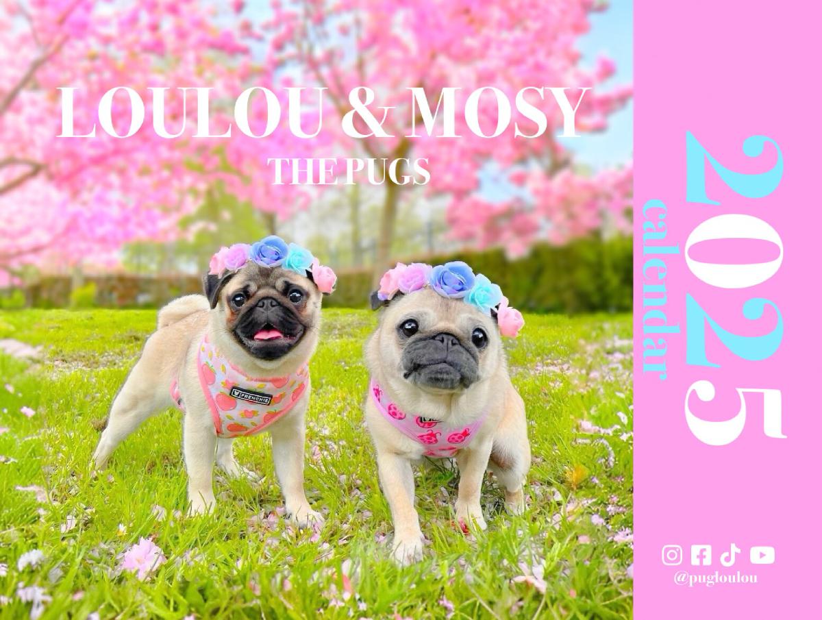 Loulou & Mosy the Pugs 2025 Wall Calendar