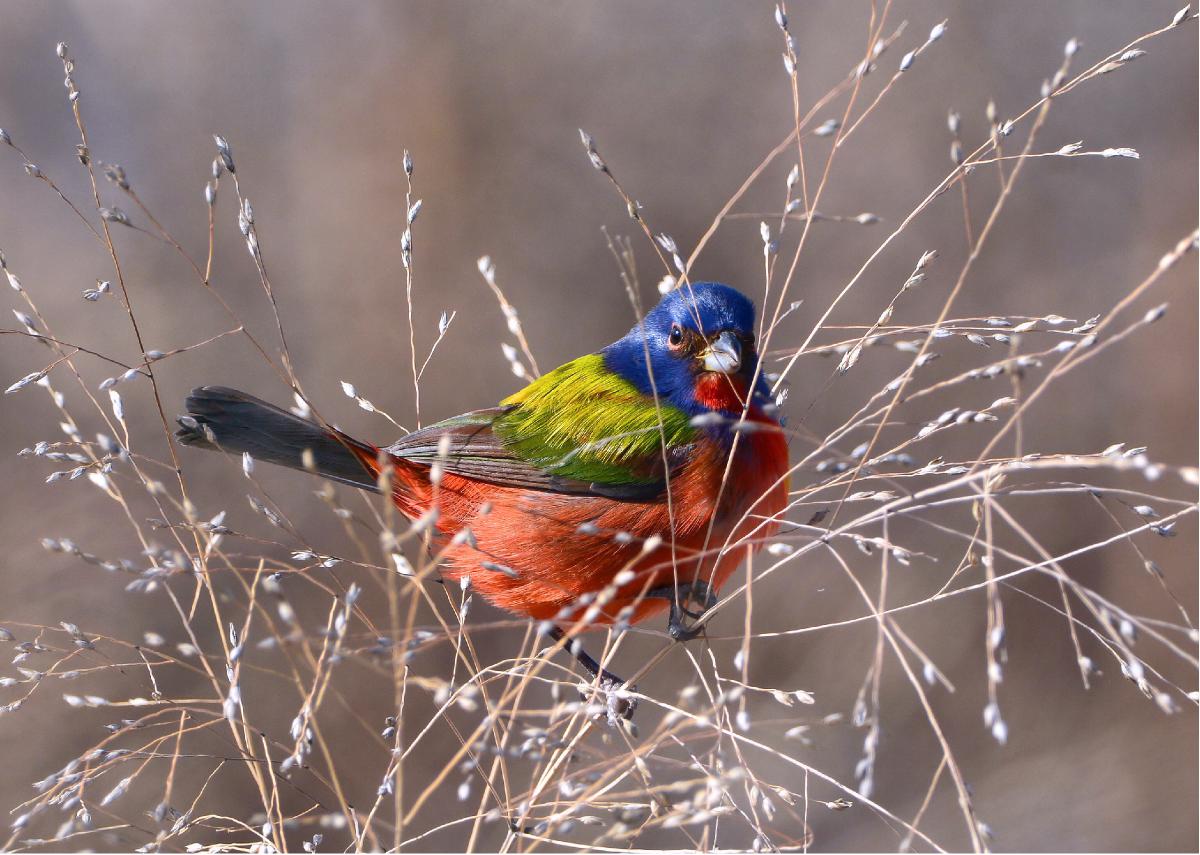 Painted Bunting Photo