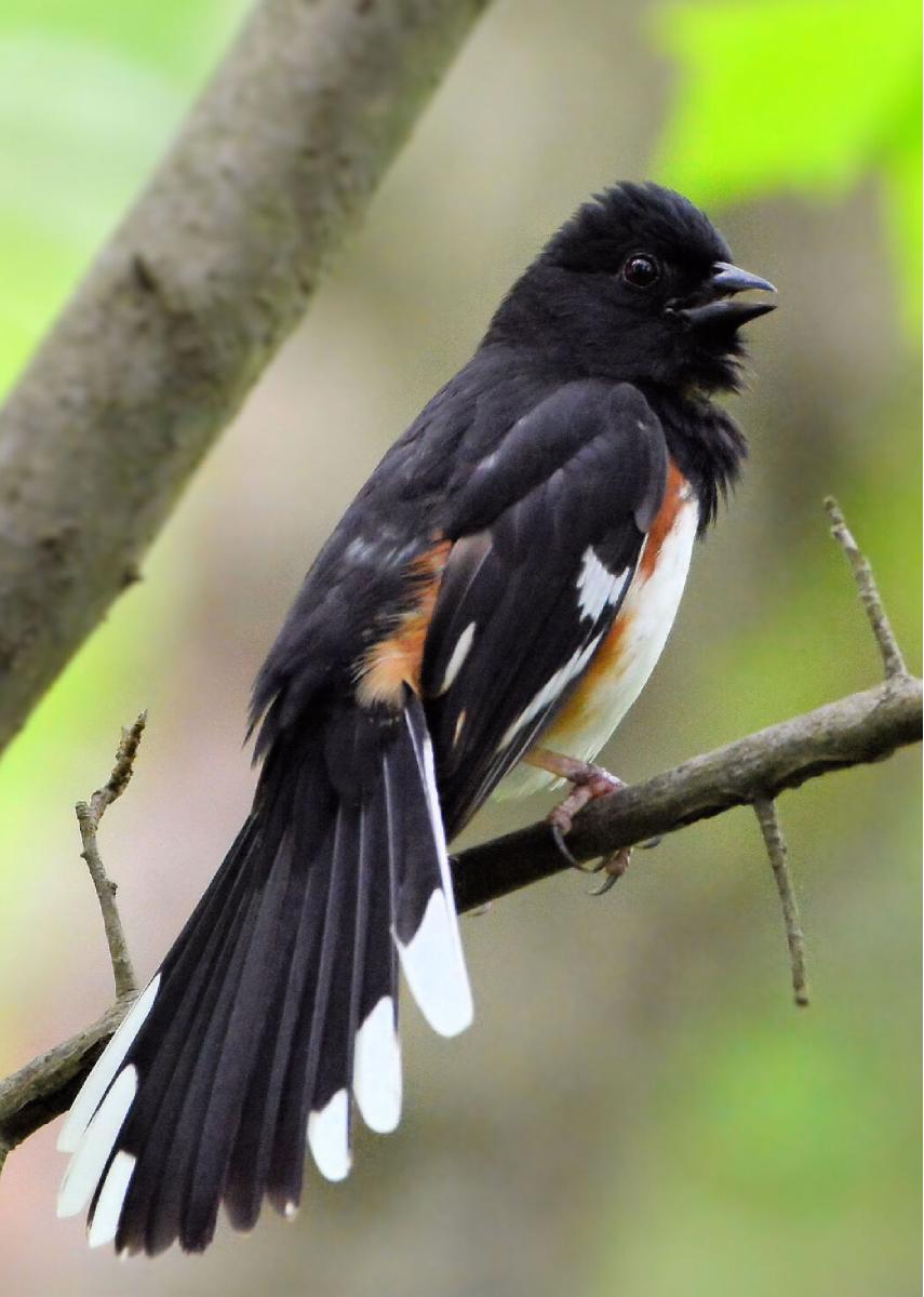 Eastern Towhee Greeting Card