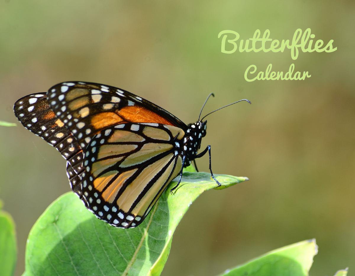 Butterflies Wall Calendar