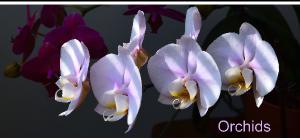 Orchids Desk Calendar