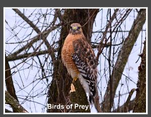 Birds of Prey Calendar