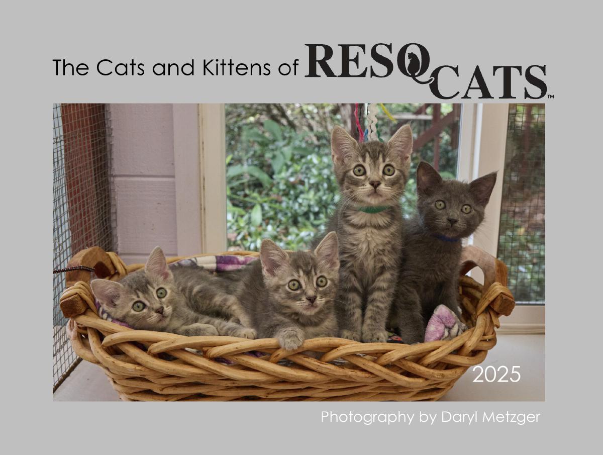 The Cats & Kittens of ResQCats 2025