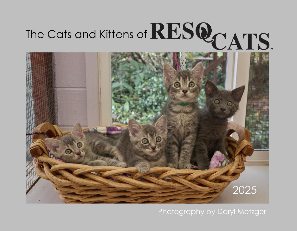 The Cats & Kittens of ResQCats 2025