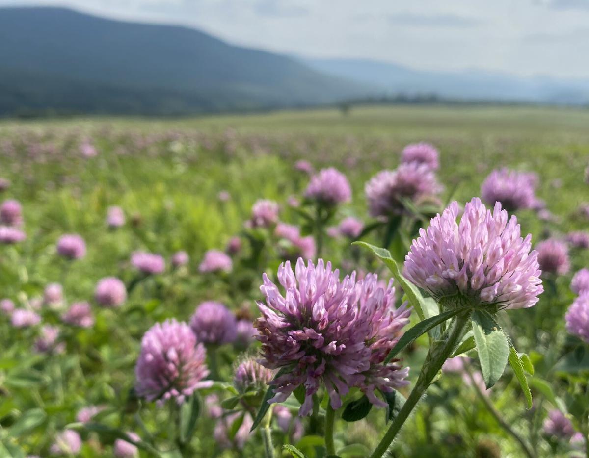 Wildflowers of New York