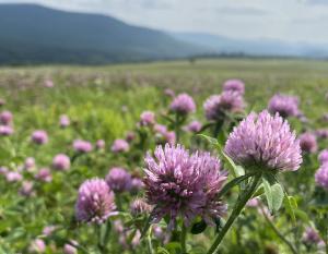 Wildflowers of New York