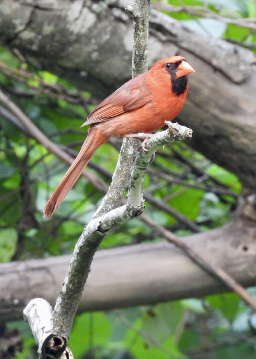 Northern Cardinal Card