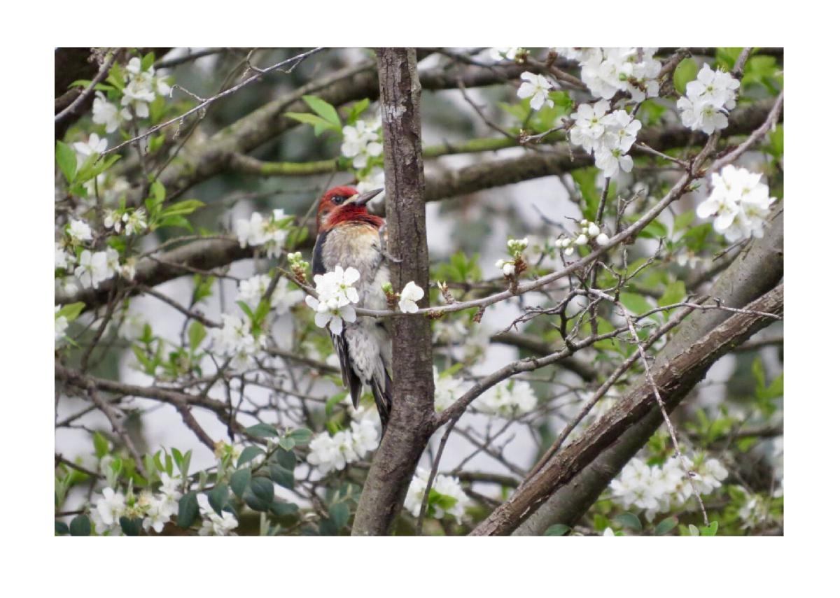 Red-breasted Sapsucker Card