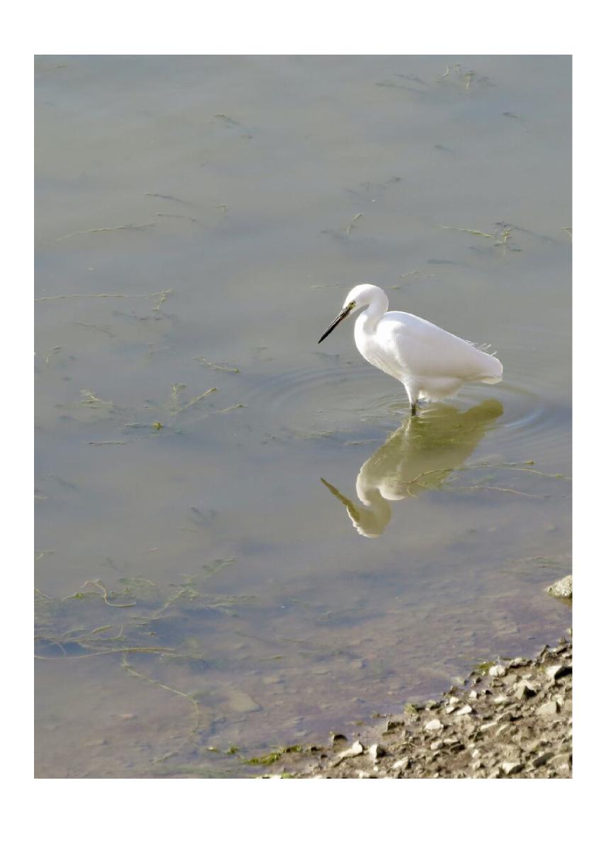 Little Egret Card