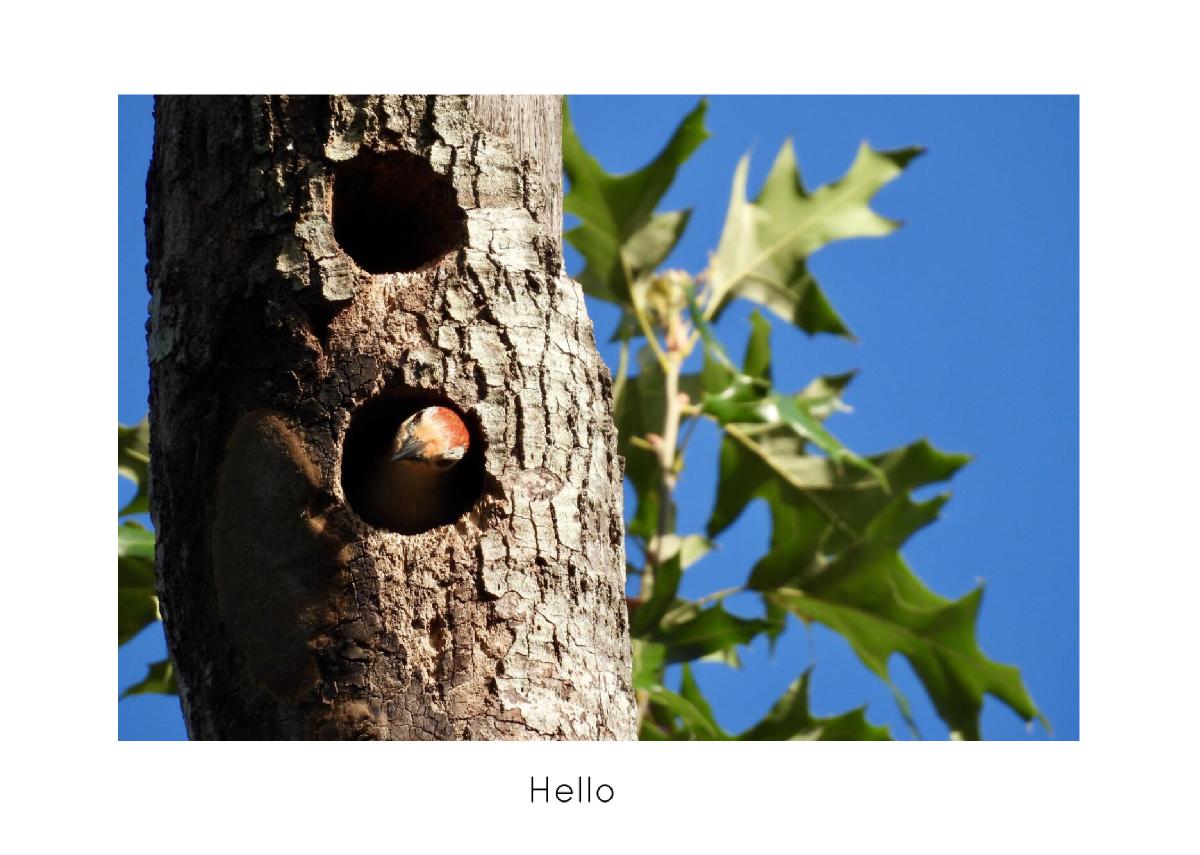 Red-bellied Woodpecker 02 Card