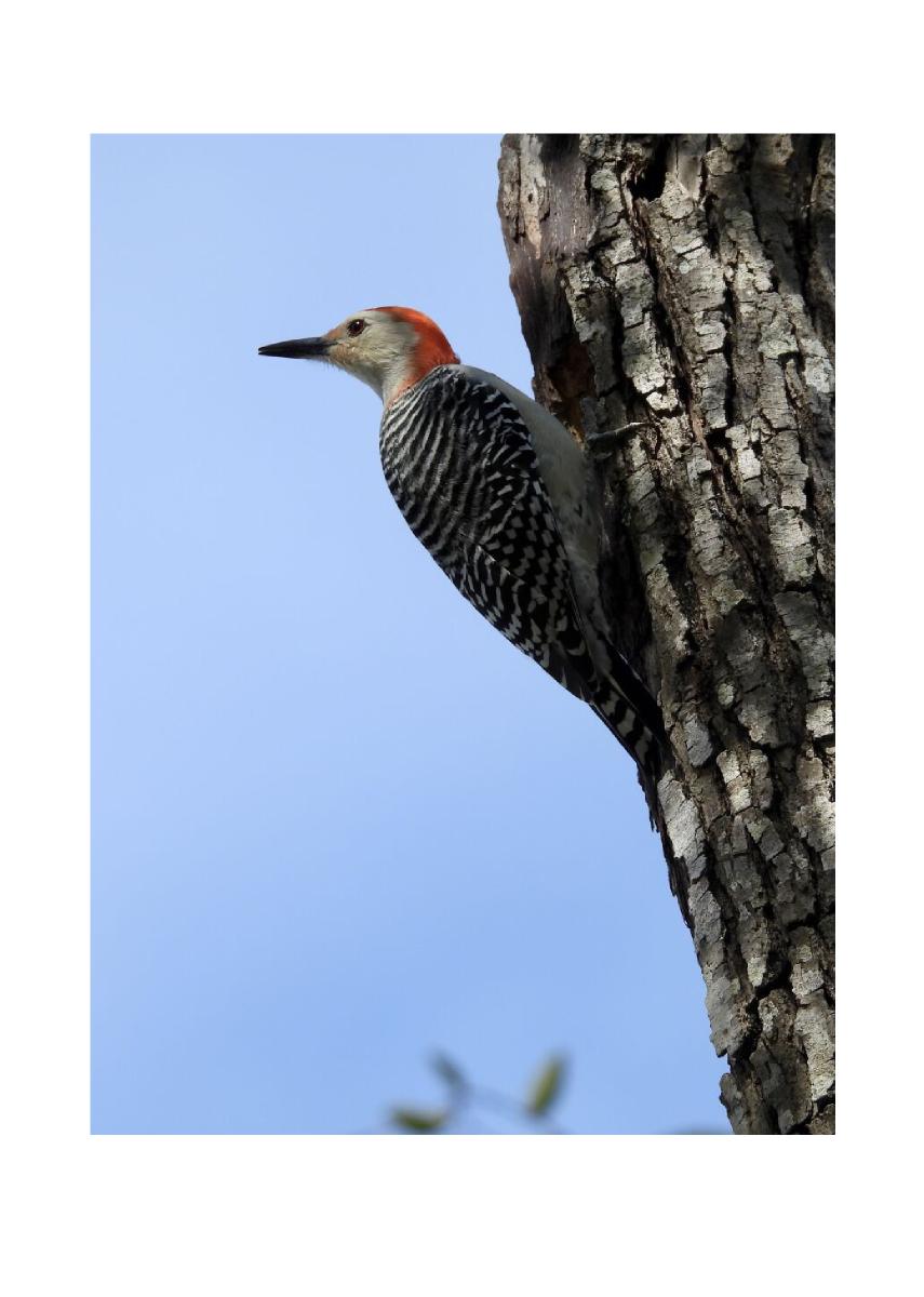 Red-bellied Woodpecker Cards