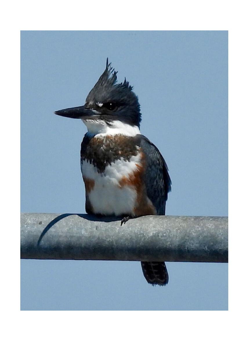 Belted Kingfisher Cards
