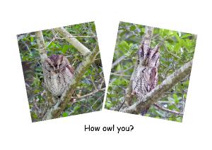 Screech Owl Cards