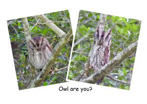 Screech Owl Cards