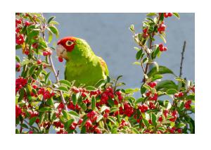Red-Masked Parakeet Cards