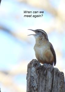 Carolina Wren Card