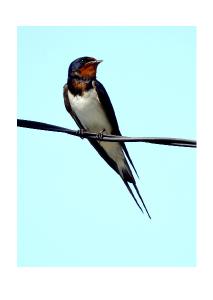 Barn Swallow Cards
