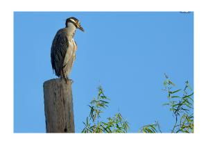 Yellow-crowned Night Heron Card