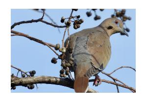 White-winged Dove Cards