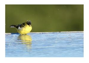 Lesser Goldfinch Card