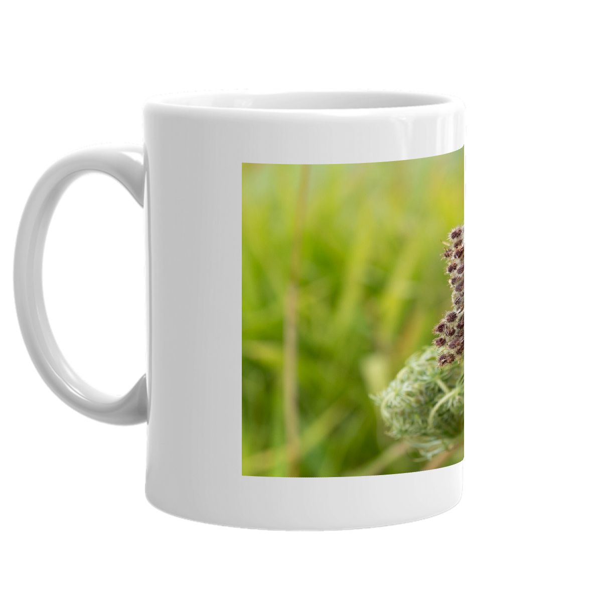 Queen Anne's Lace (seeds) 2024 mug