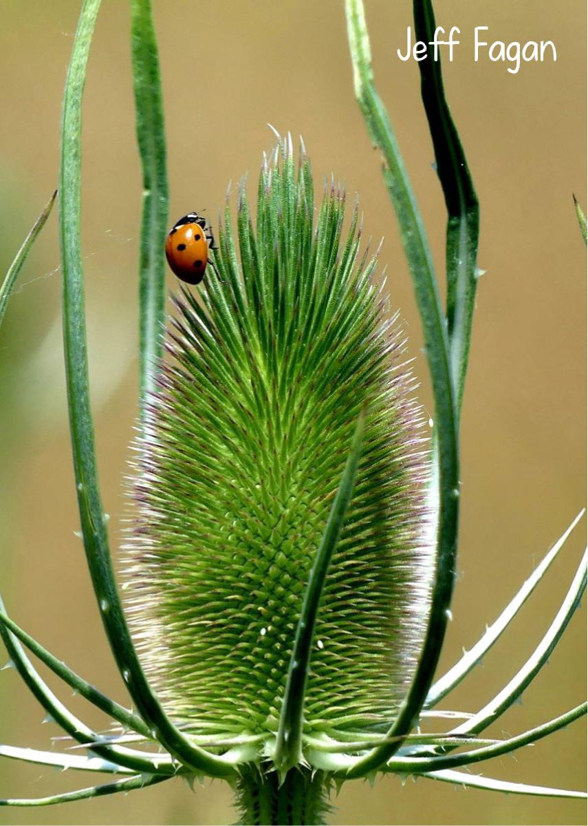 2021 Ladybug & Teasel photo card