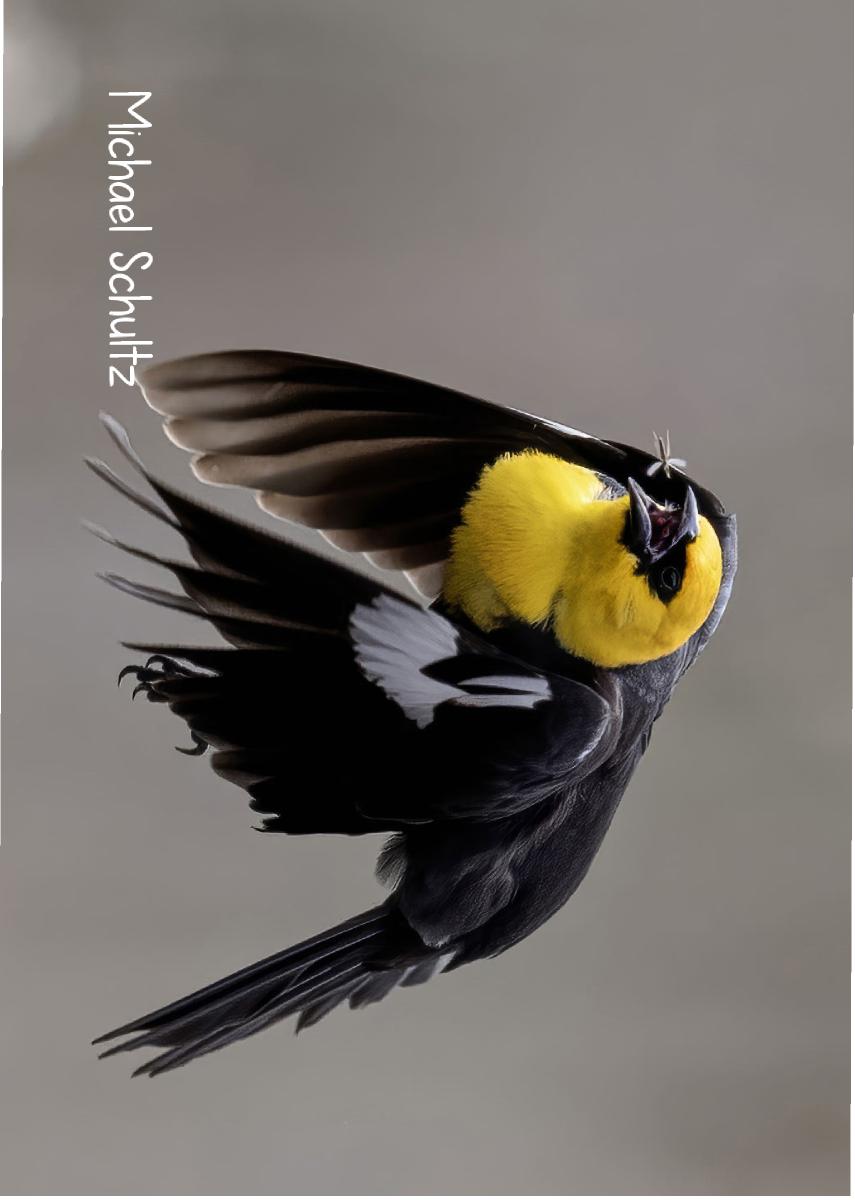 Yellow-headed Blackbird 2024 Photo Card