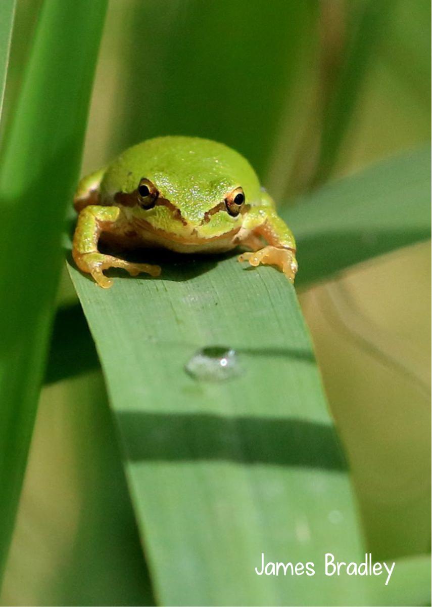 2022 Pacific Chorus Frog photo card