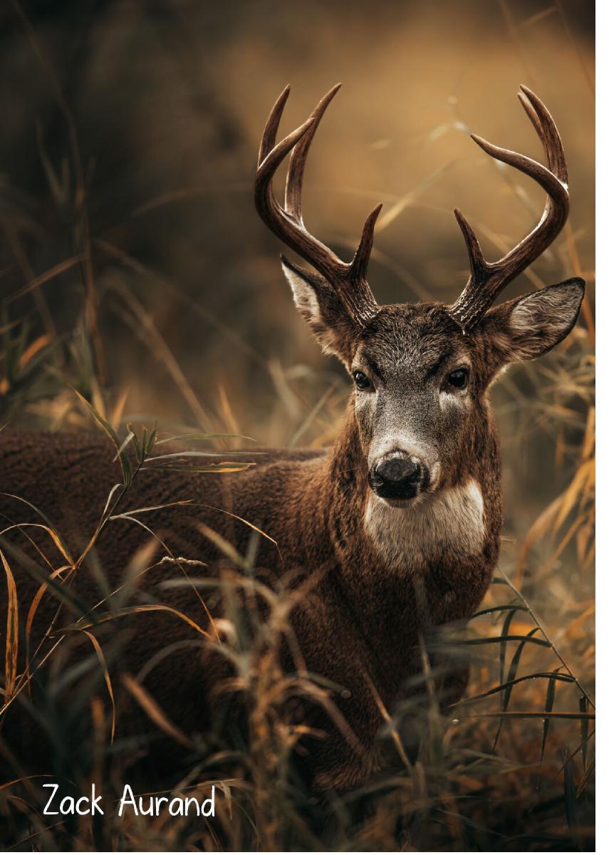 Columbian White-tailed Deer Buck 2024 Photo Card