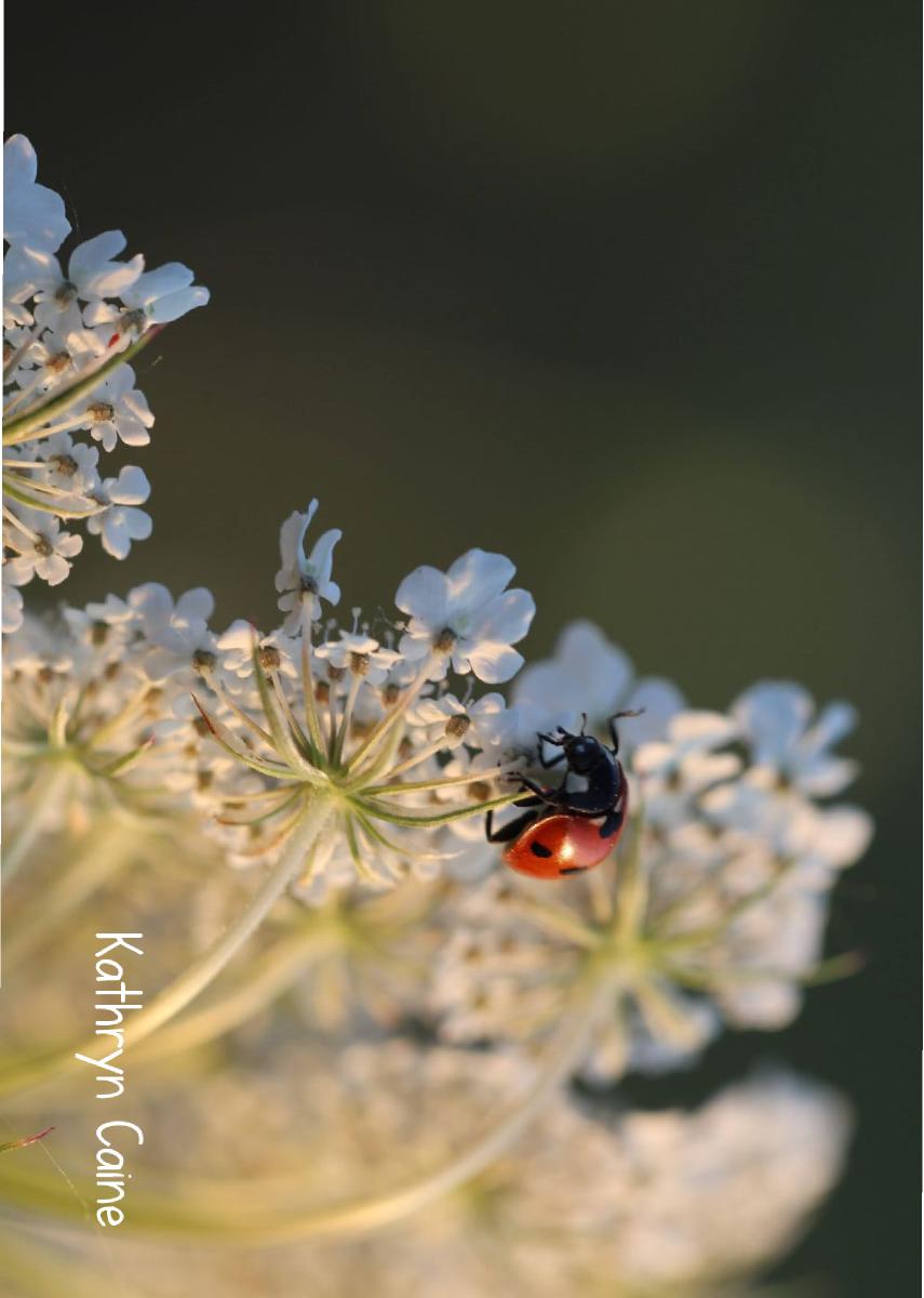 Queen Anne’s Lace & Ladybug 2024 Photo Card