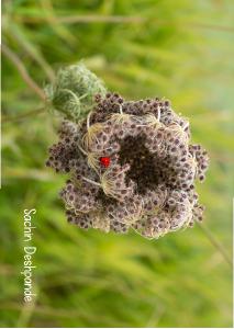 Queen Anne's Lace seeds & Ladybug 2024 Photo Card