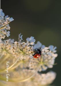 Queen Anne’s Lace & Ladybug 2024 Photo Card