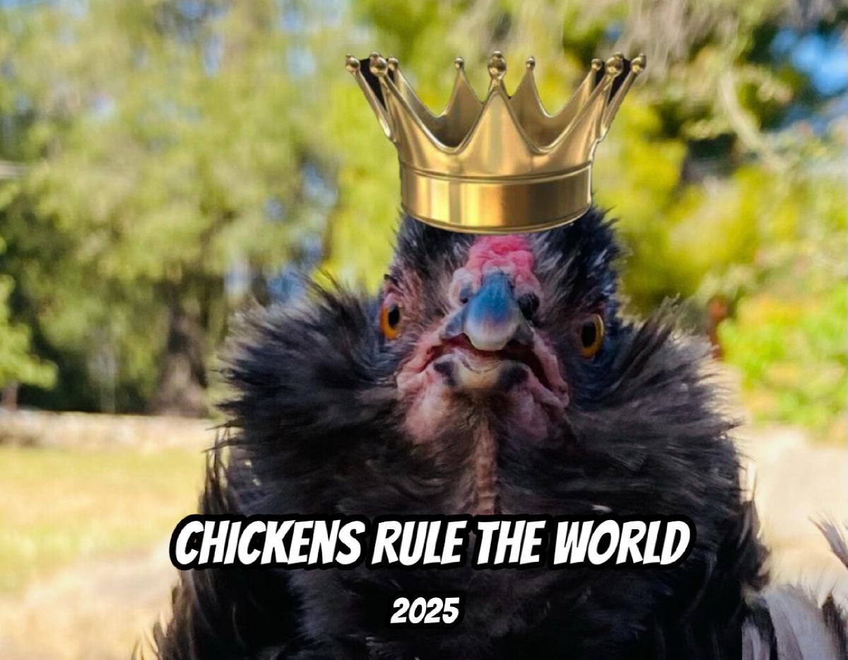 Chickens Rule the World 2025